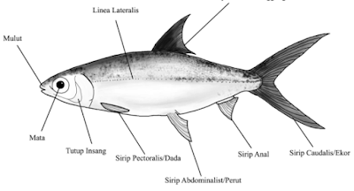 Ikan Bandeng ( Chanos chanos) - Biota Dunia Perairan