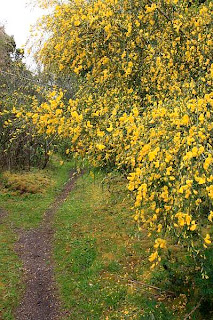 vegetación en el parque nacional de la isla Chiloé