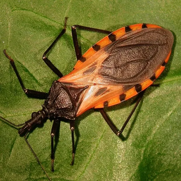 These critters appear during the night and attack their victims, they silently kill or leave them with a lifelong infection