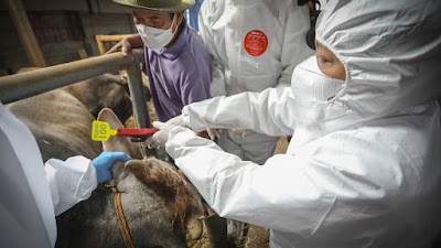 Cegah PMK, Pemkot Bandung Vaksin 200 Hewan Ternak