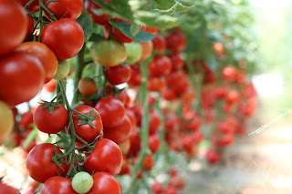 Tomatensträucher