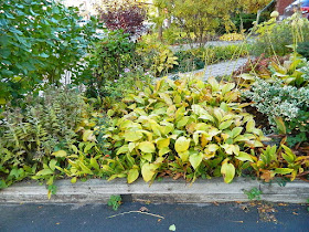 Yonge and Lawrence Front Yard Toronto Fall Cleanup before by Paul Jung Gardening Services--a Toronto Organic Gardening Company