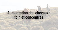  Alimentation des chevaux : foin et concentrés