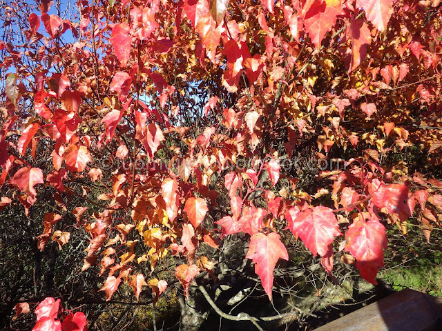 Alishan maple autumn foliage