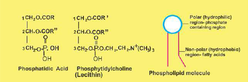 FSc Biology Part 1 XI 11th Chapter 2 Biological Molecules Notes