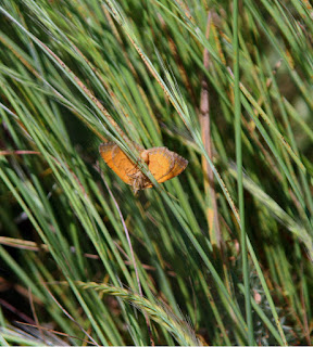 Tiny butterfly