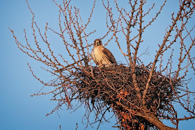 Christo in his nest.