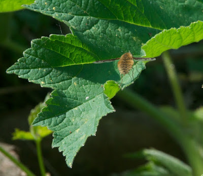 Large Bee Fly (Bombylius major)