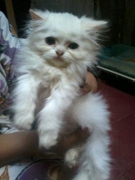 foto kucing kesayangan esha 08