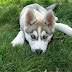 Husky Anxiety Problems – Signs and Treatments