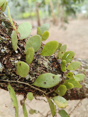 pokok duit-duit , nama saintifik pokok duit-duit