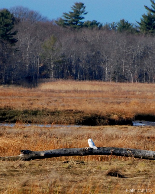 10. snowy owl-kab