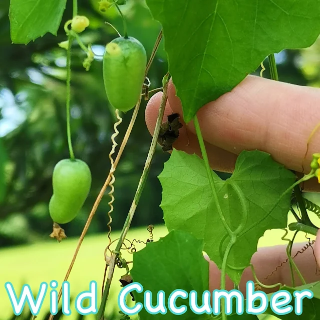 Foraging_Singapore