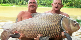 132 pound carp