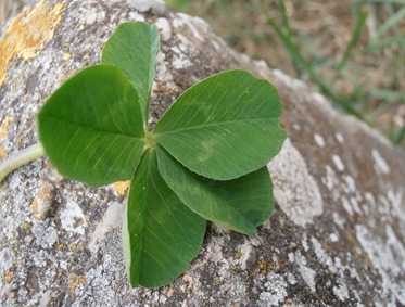 varie aprile 034