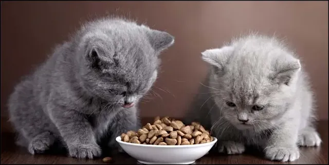 Kedilerde Beslenme Nasıl Olmalı?