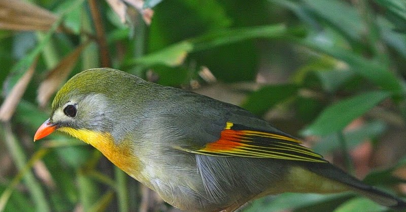 Burung Kicauan: CARA MEMBEDAKAN JENIS KELAMIN ROBIN JANTAN 