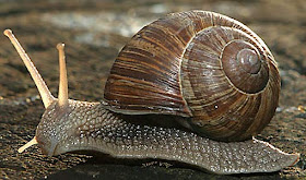 Feeds and Feeding of Snails (Aquarium Snails)