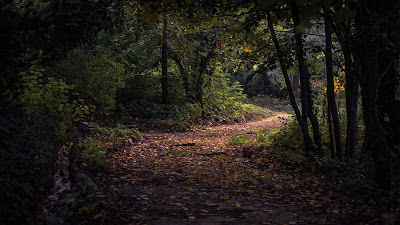 forest pathway hd resolution wallpaper