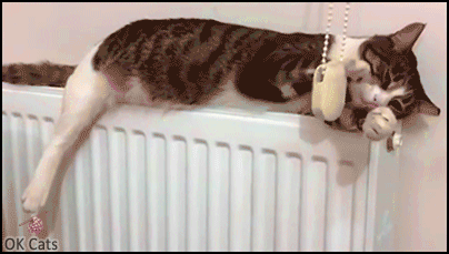 Funny Cat GIF • Cat sleeping on 'his' radiator and slowly playing at the same time (infinite loop) [ok-cats.com]