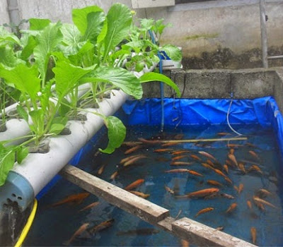 cara budidaya ikan, resensi di kolam terpal,nila pdf,cara budidaya ikan patin kolam terpal,gurame,kolam terpal,kolam beton,nila merah,