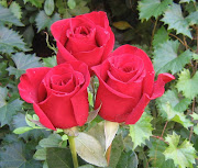 Rose Flower Picture # 3 (red rose picture )