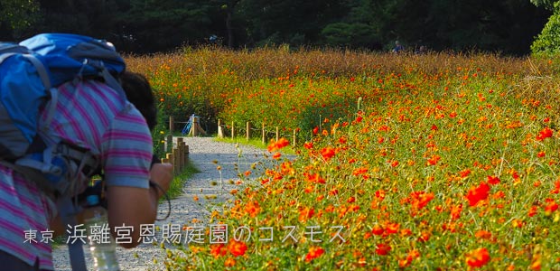 浜離宮恩賜庭園のコスモス