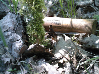 Petite Morchella elata en train de sécher