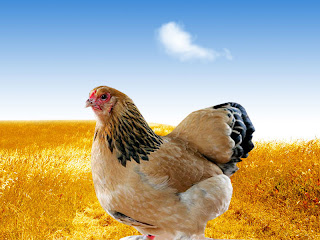 Hen