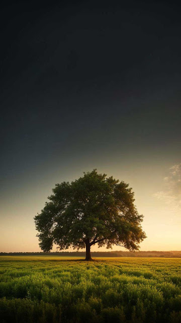 Tree At Sunset iPhone Wallpaper 4K is a free high resolution image for Smartphone iPhone and mobile phone.