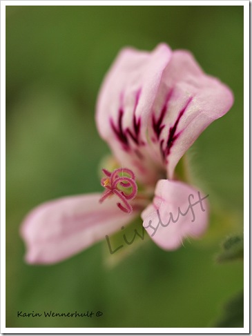 PelargonblommaVATTENMÄRKE