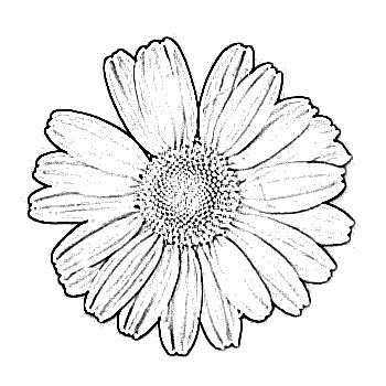 flower drawing 