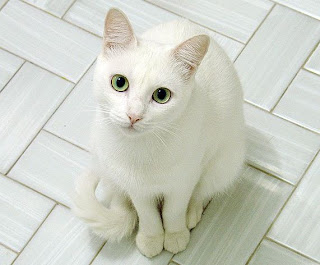 white cat