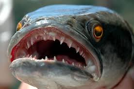 10 ikan gabus snakehead terpopuler dan terunik di Indonesia