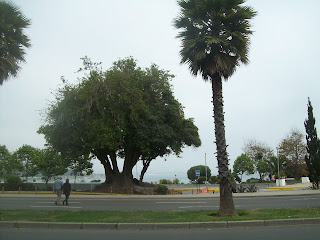 Traslado Aeropuerto Viña del Mar