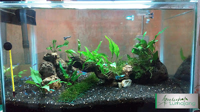 Aquascape Lumajang