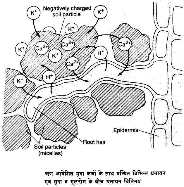 जड़ों द्वारा अवशोषण (Absorption by Roots)|hindi