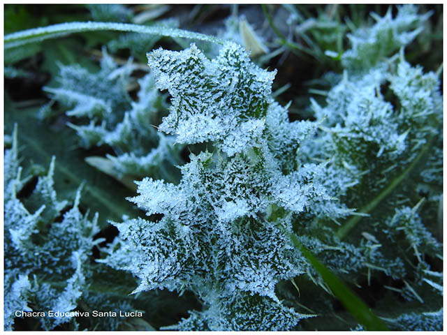 Cristales de hielo sobre las hojas-Chacra Educativa Santa Lucía