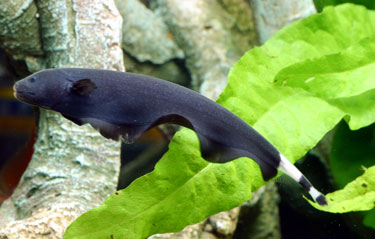 Black ghost ikan hias air tawar