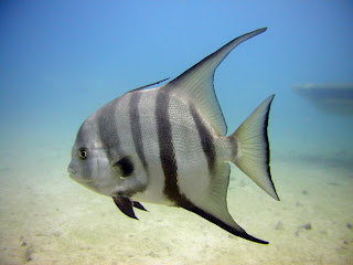 Spadefish