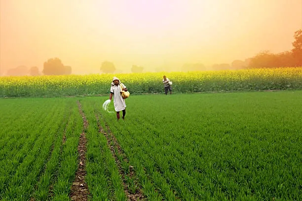 A farmer walking across a lush green field during sunrise, with rows of crops and a mustard field in the background.