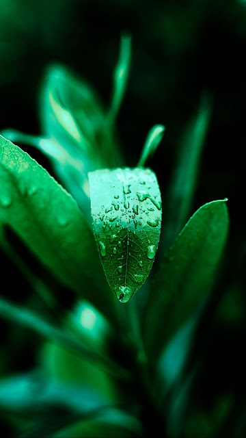 Plant, Leaf, Drops, Water