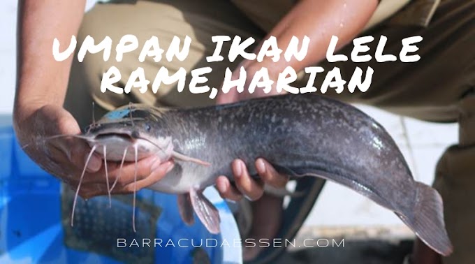 Umpan Mancing Ikan Lele Galak