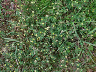 Lesser Trefoil - Yellow Suckling Clover