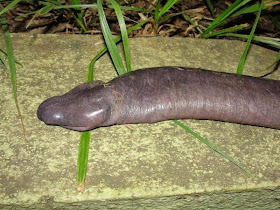 Snake-penis