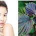 Dưỡng trắng da nhờ việc xông hơi lá tía tô