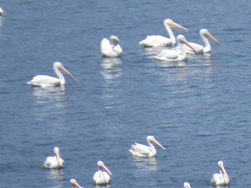 white pelicans