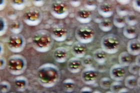 Unfocused Droplet Refraction | Boost Your Photography