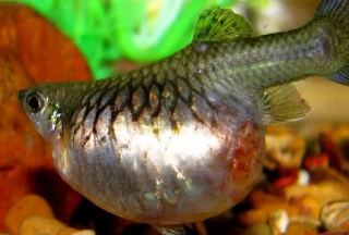 Ikan Guppy Hamil