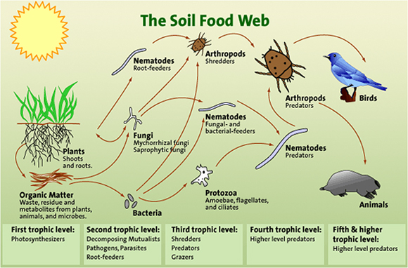 food chain